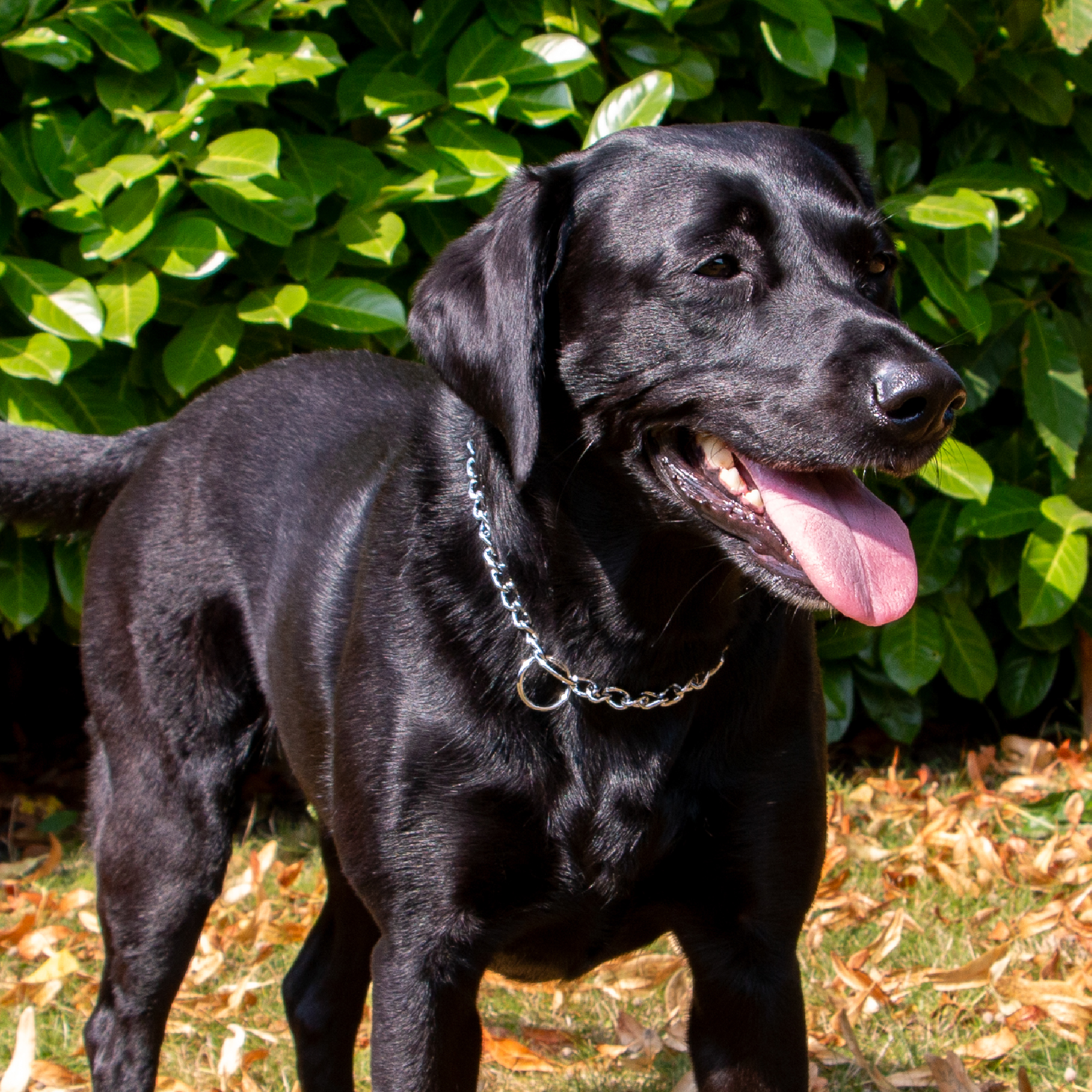 Tommy's 4mm Chrome Choker Chain - Image 6