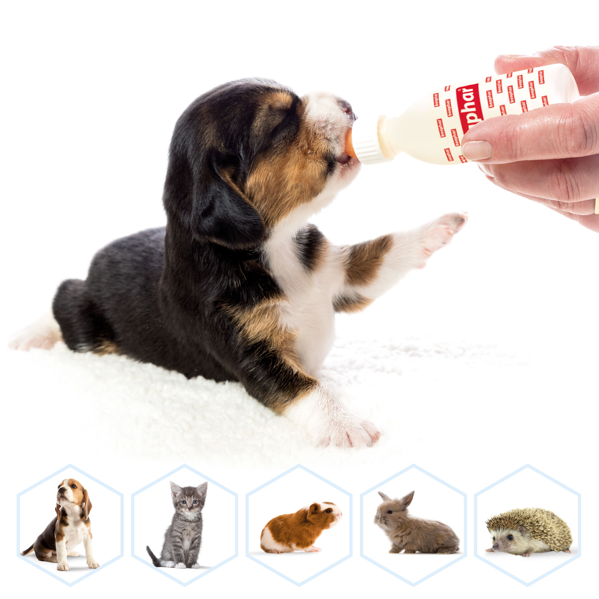 Lactol Milk Replacer Feeding Accessories - Bottle, Teats & Brush for Kittens & Puppies - Image 3
