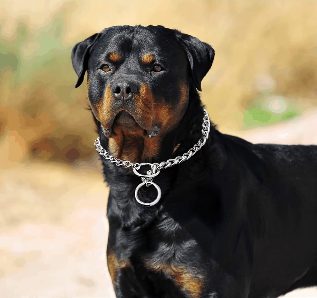 Tommy's 4mm Chrome Choker Chain - Image 3