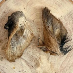 Hairy Cow Ears - Single