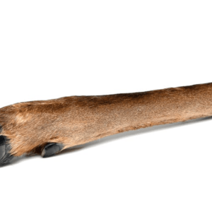 Whole Venison Leg
