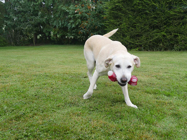 Meaty chicken takeaway bone large - Image 2