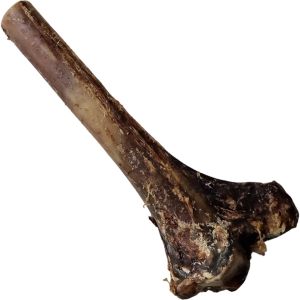 Ostrich Metatarsus Bones