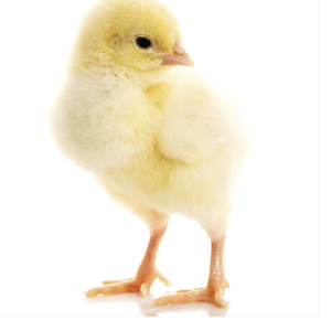 Day Old Chicks - 1Kg