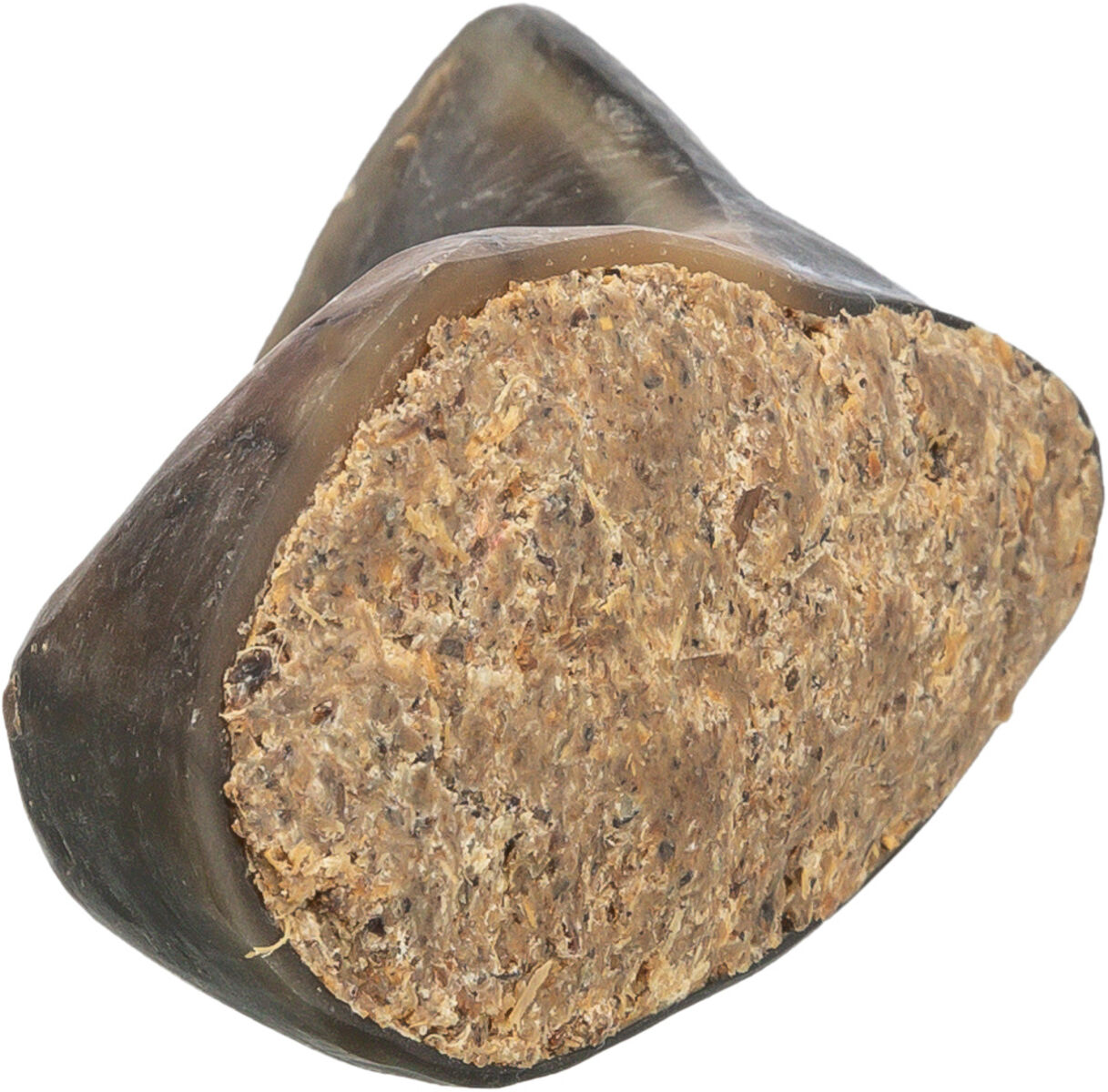 Buffalo Horn Stuffed