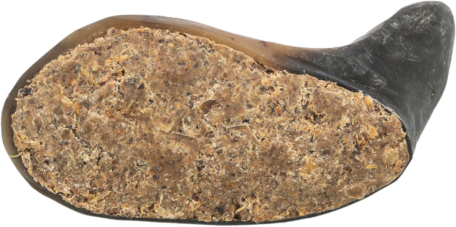Buffalo Horn Stuffed - Image 3