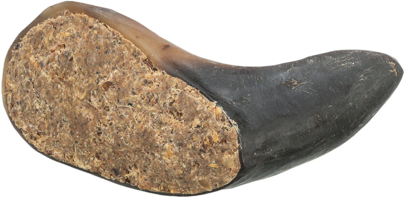 Buffalo Horn Stuffed - Image 2