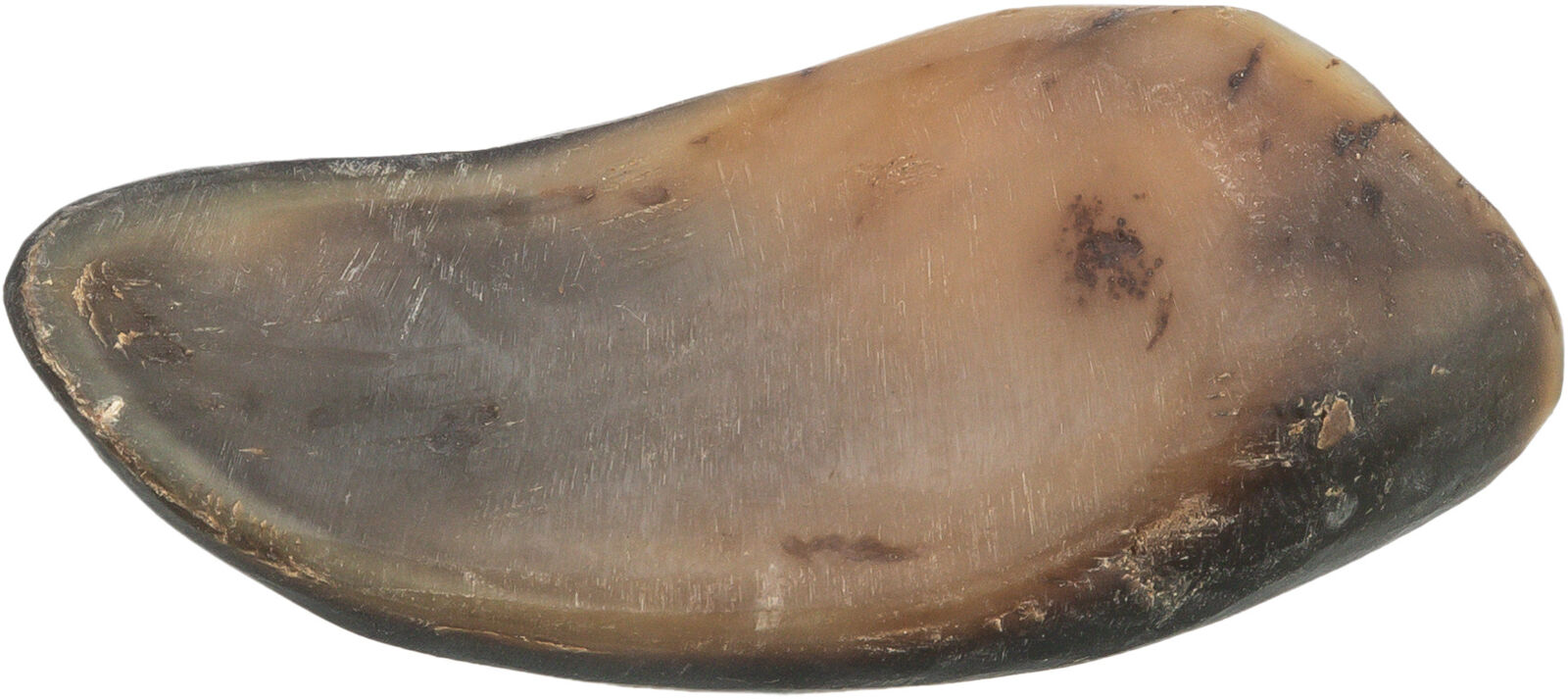 Buffalo Horn Stuffed - Image 4