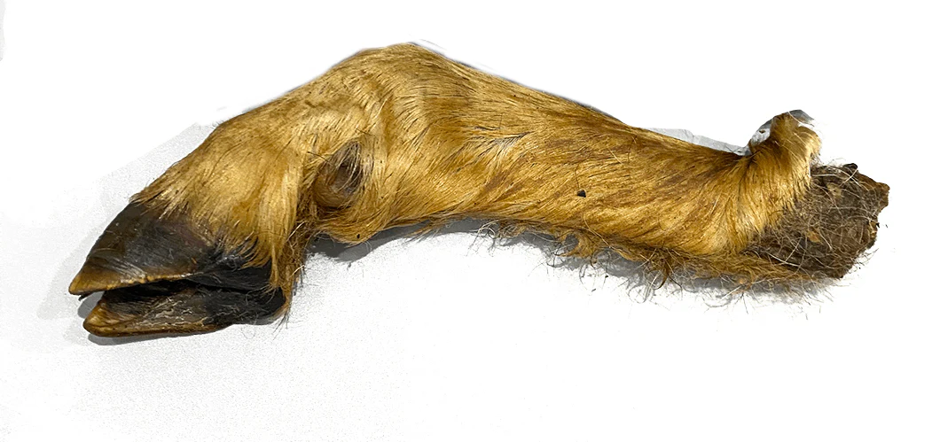 Hairy Lamb Trotter - Single