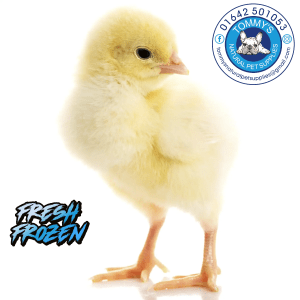 DAY OLD CHICKS FROZEN