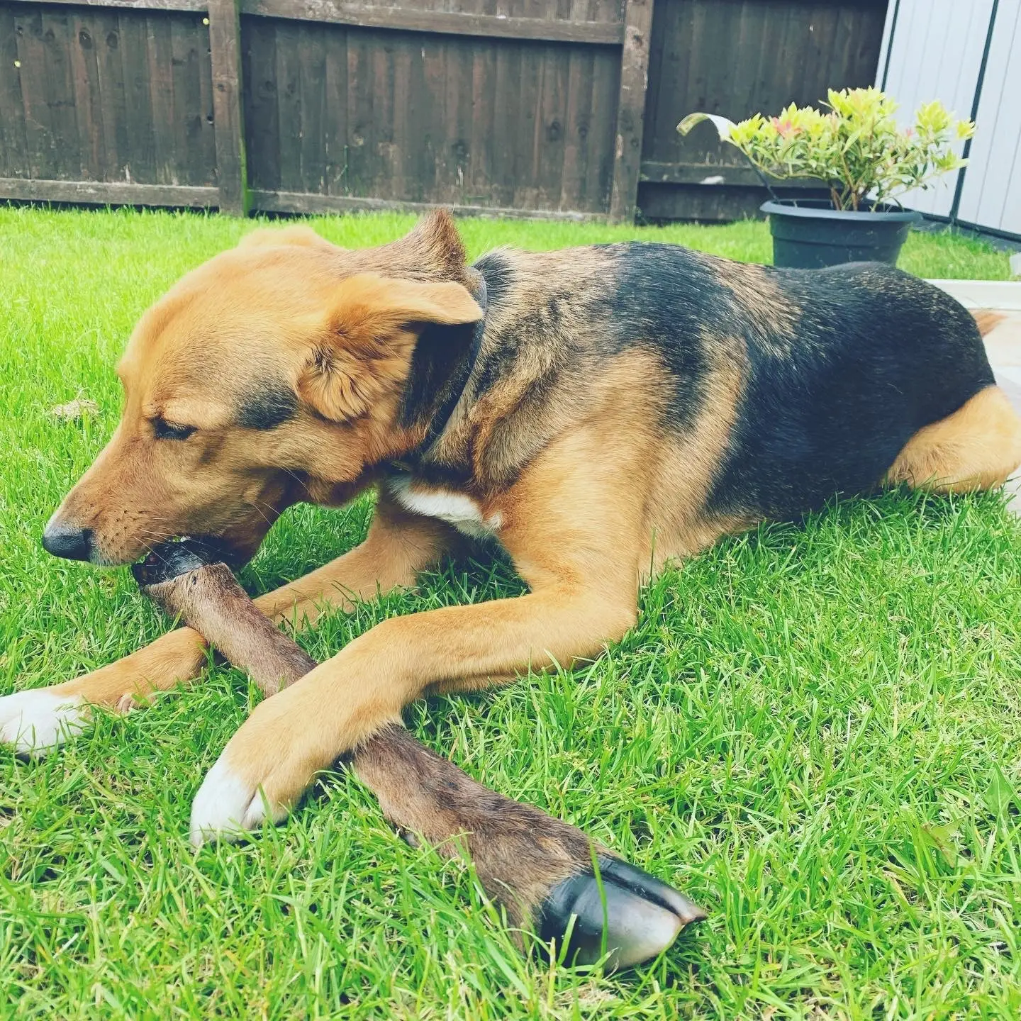 Tommy's Hairy Venison Leg - Image 2