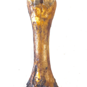 Large Beef Shin Bone 30CM