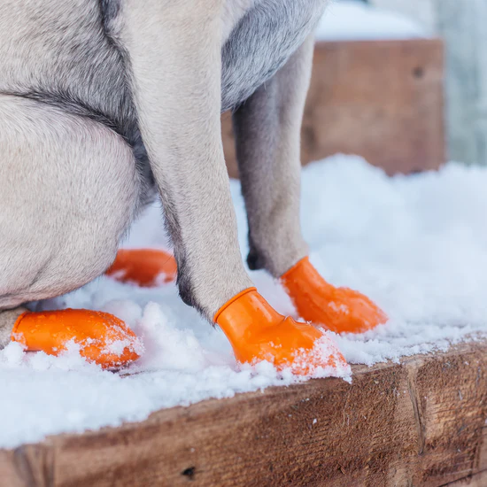 PawZ Rubber Dog Boots, 12 Boots - MEDIUM SIZE - Image 5