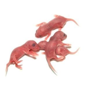 Tommy's Frozen Mouse, Small Pinkies – 25pack