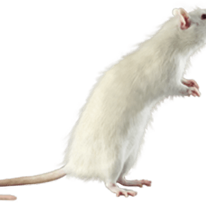 Tommy's Frozen Giant Rats (>451g) Pack Of 3