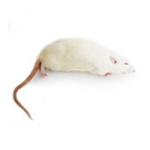 Tommy's Frozen Rat - Fluff ( 11 - 25Gm ) - 10 Pack