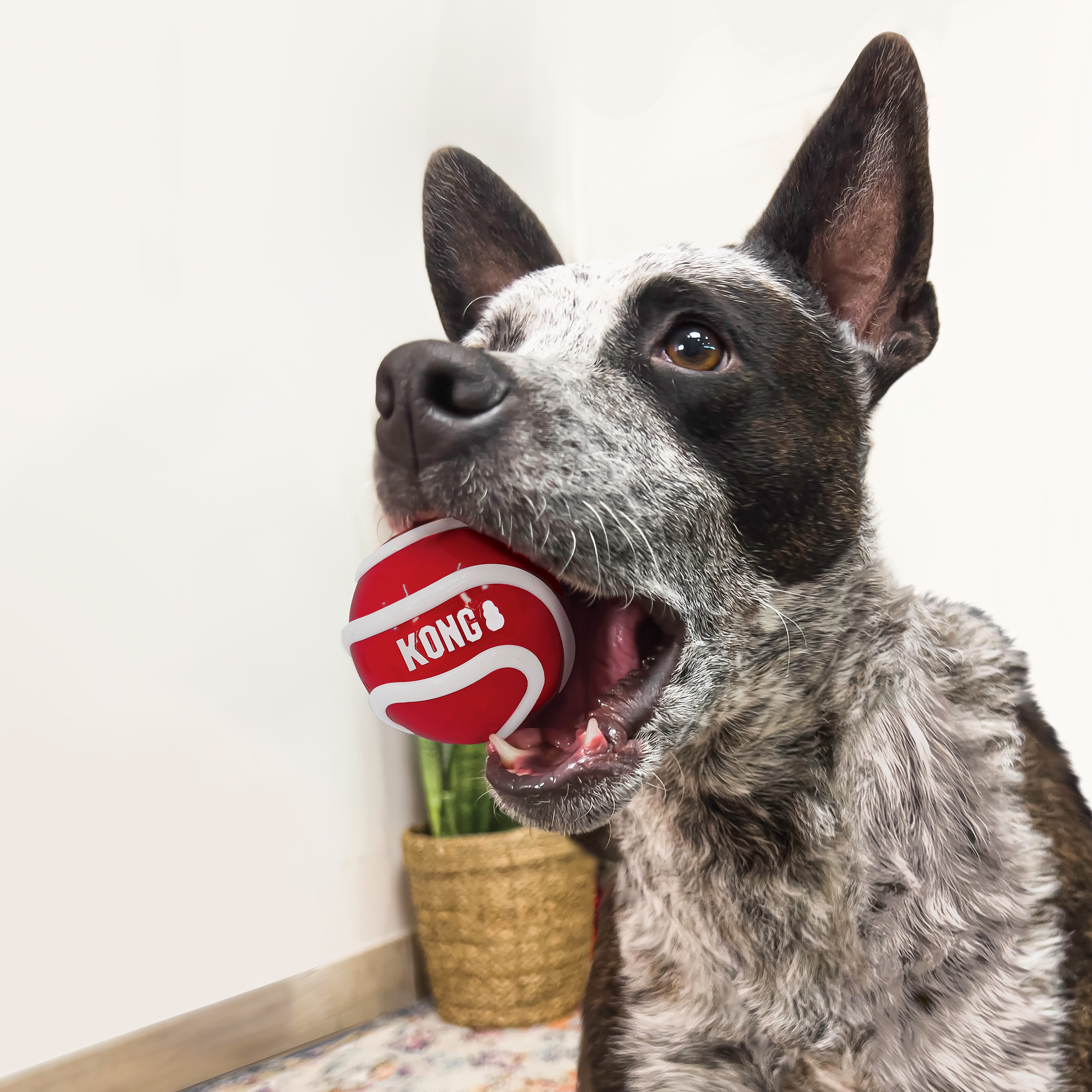 KONG Signature Balls Durable Fetch Dog Toy - Large 3-Pack Assorted - Image 2