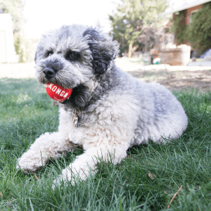 KONG Signature Balls Durable Fetch Dog Toy - Small 4-Pack Assorted