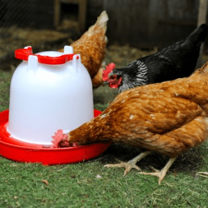 6 Litre Deluxe Heavy Duty Drinker