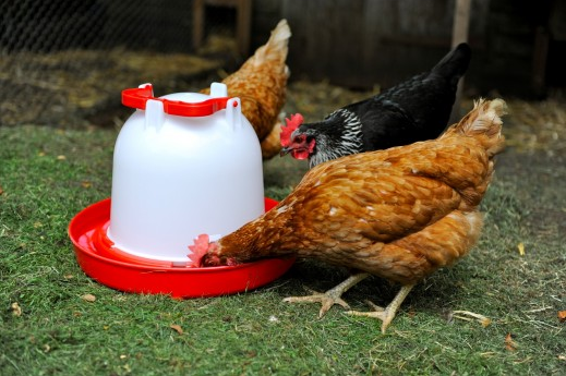 6 Litre Deluxe Heavy Duty Drinker