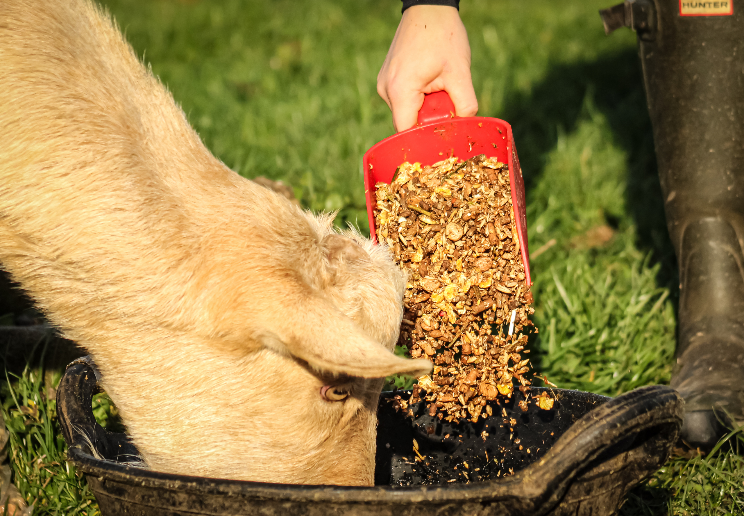 Argo Special Goat Mix 20kg - Image 2