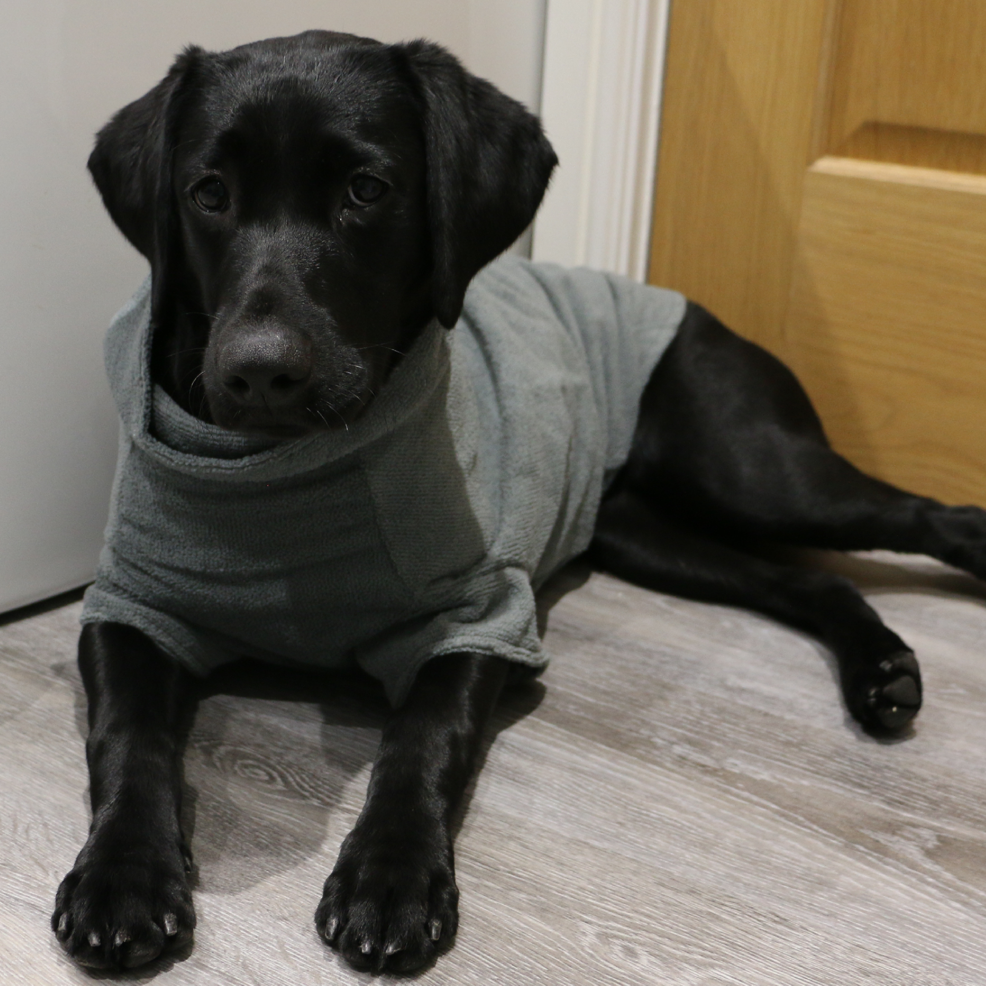 Simply Dry Deep Drying Dog Coat - Image 2