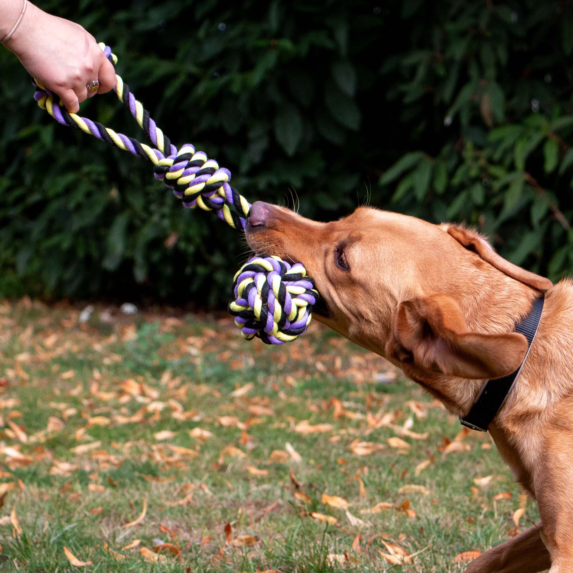 Playtime Tricoloured Jumbo Rope Ball Dog Tug - Image 5