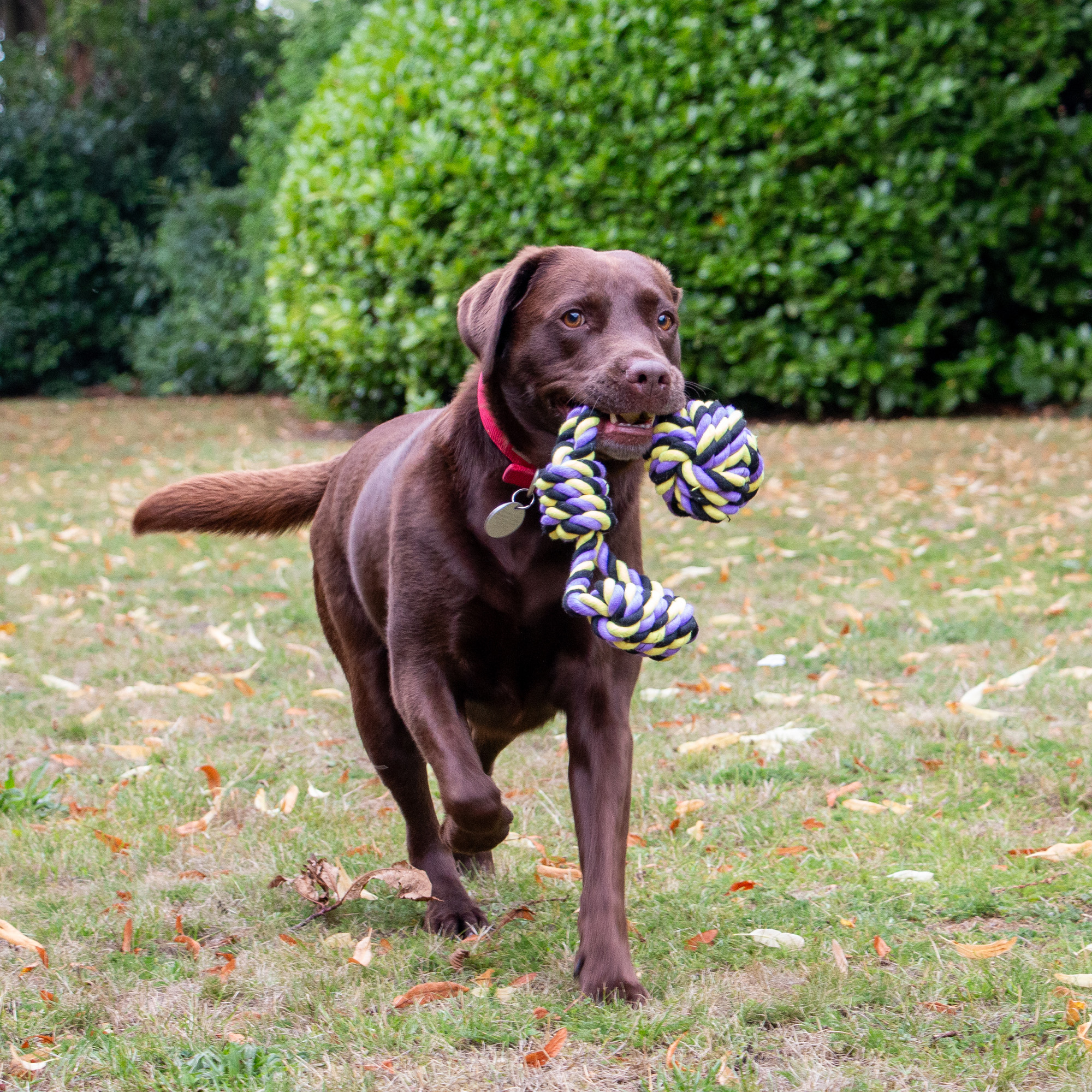 Playtime Tricoloured Jumbo Rope Ball Dog Tug - Image 6