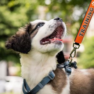 Dog Leash Awarness Wraps