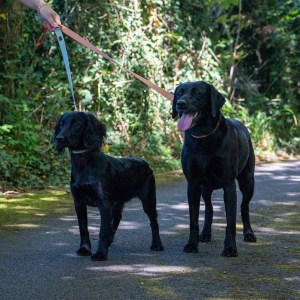 Heritage Spin Lock Lead Sage,Blue Or Marigold