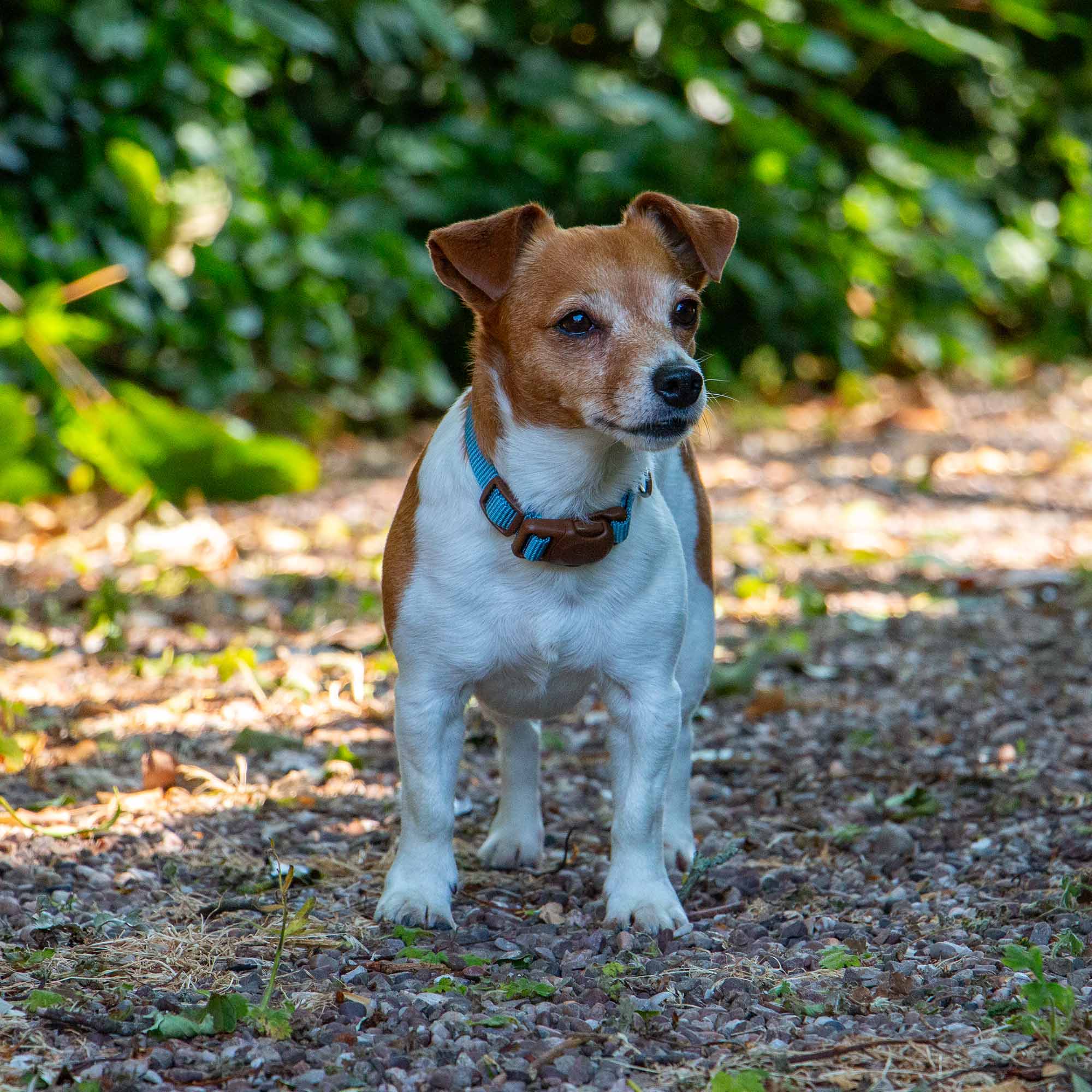 Heritage Magnetic Lock Collar In Sage,Marigold Or Blue - Image 5