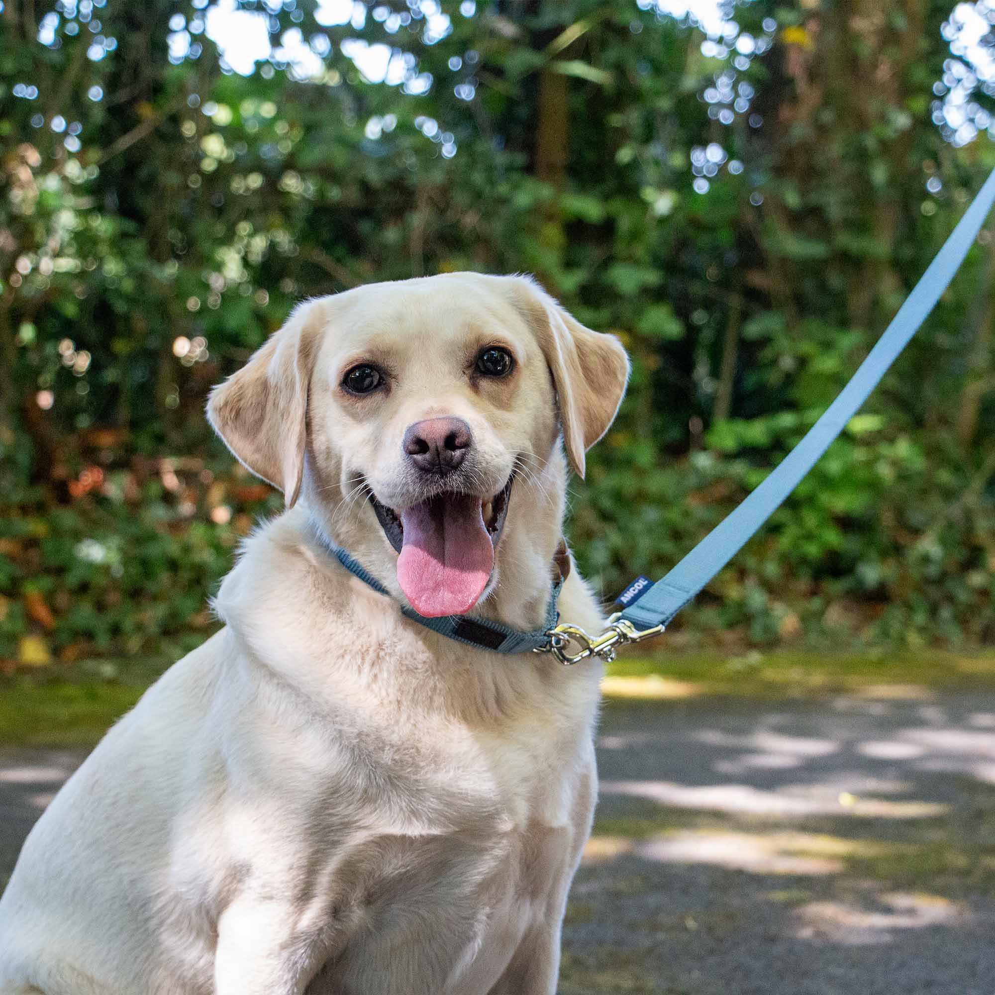 Heritage Magnetic Lock Collar In Sage,Marigold Or Blue - Image 6