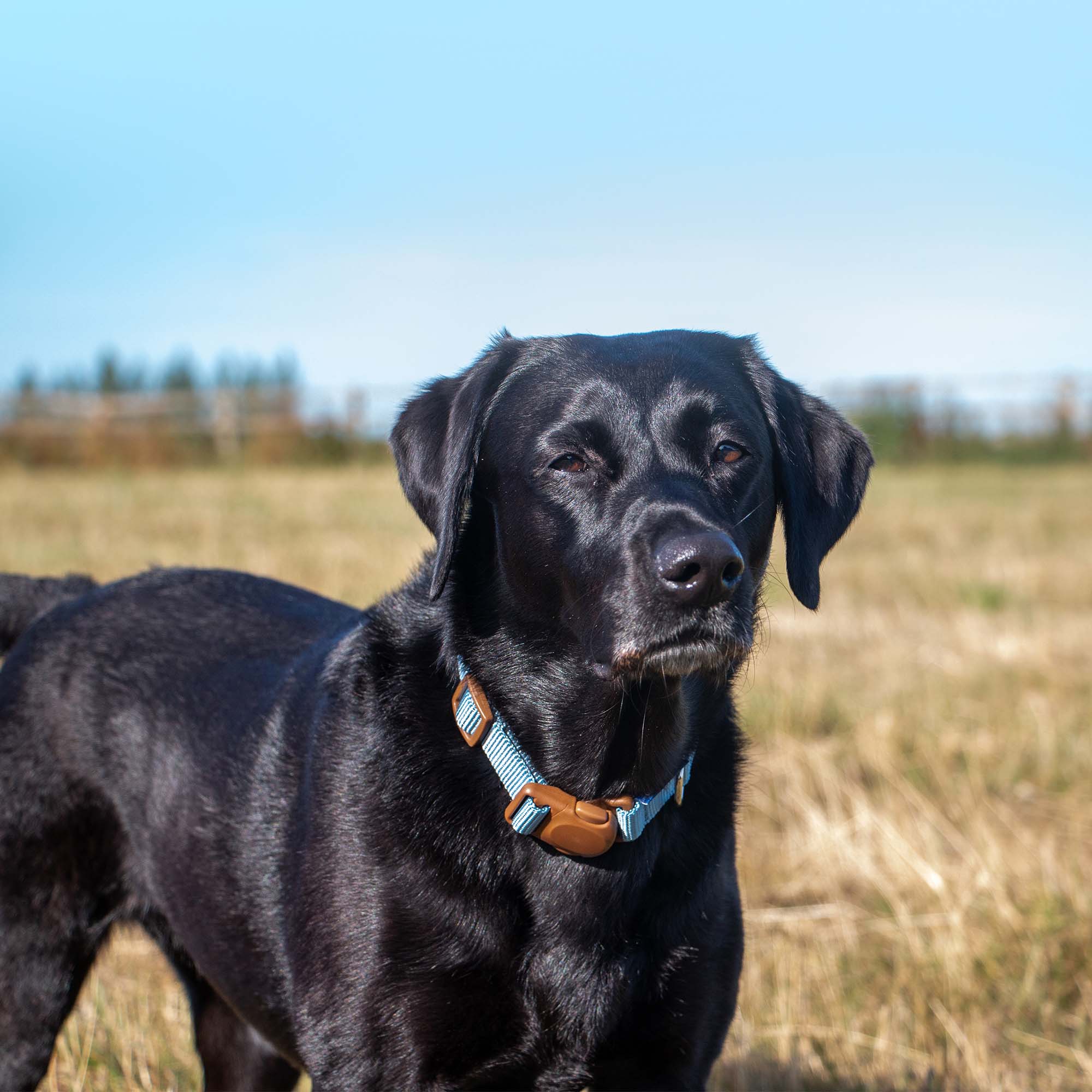 Heritage Magnetic Lock Collar In Sage,Marigold Or Blue - Image 7