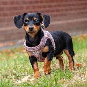 Small Bite Teddy Bear Harness Pebble,Sage Or Rose X/Small Or XX/Small