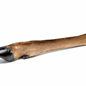 Hairy Roe Deer Leg - Single