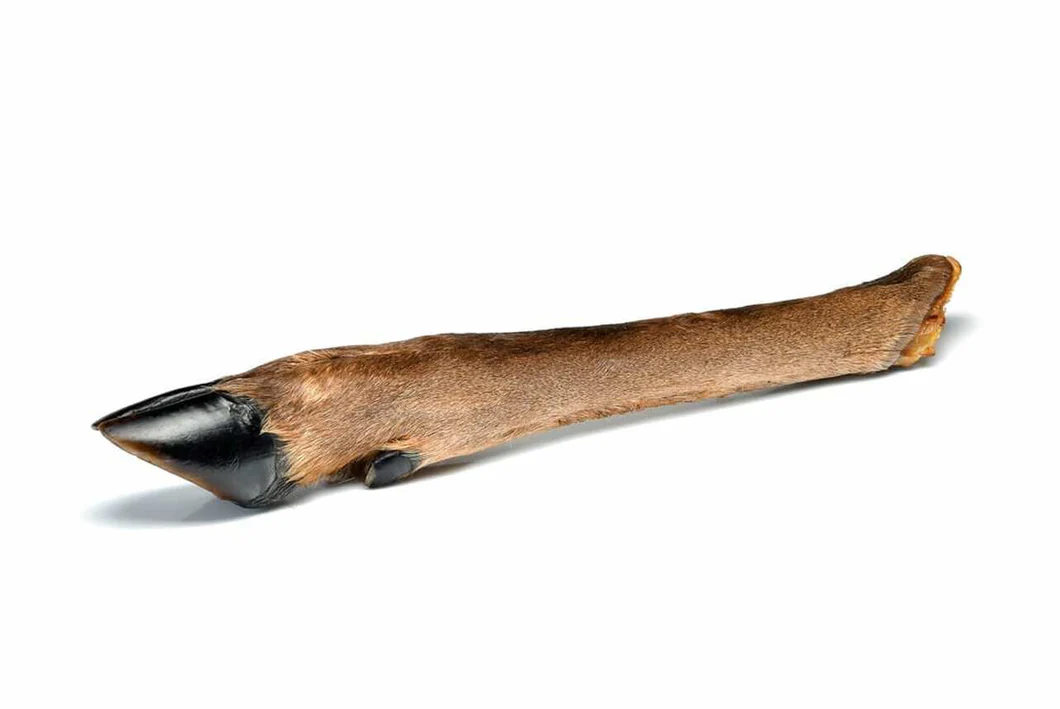 Hairy Roe Deer Leg - Single