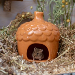 Small Animal Acorn Hide For Hamsters Mice Gerbels