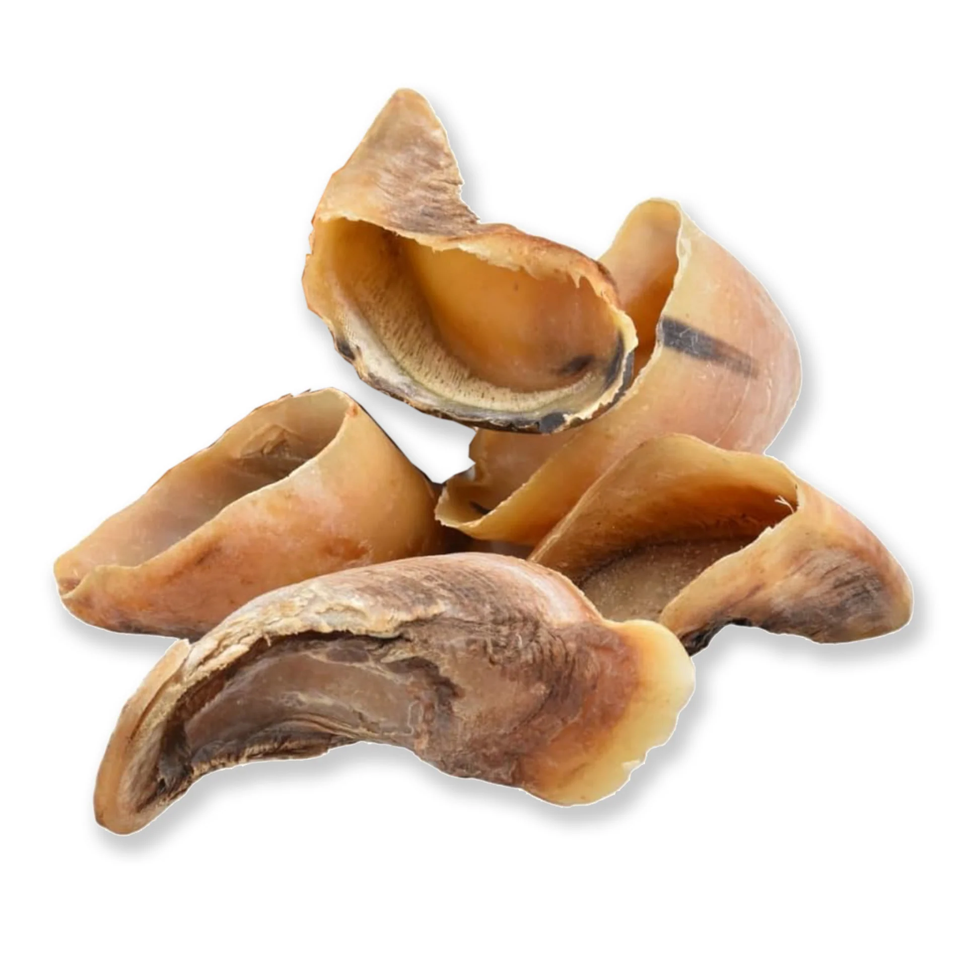 Cow Hooves / Hoof - Single