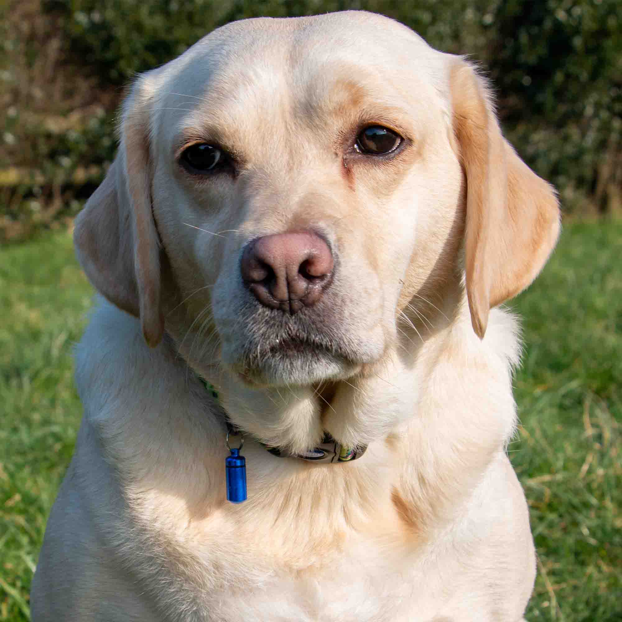 Aluminium Dog ID Tube - Image 3