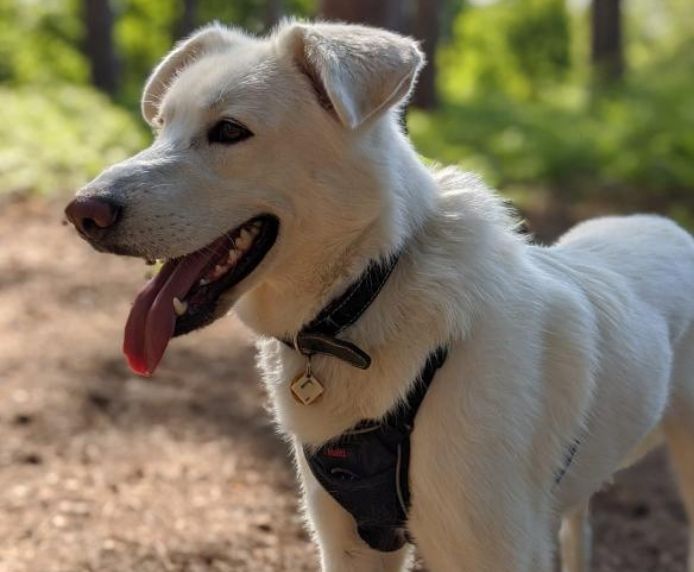 Halti No Pull Dog Harness - X/S , SMALL , MED OR LARGE - Image 6