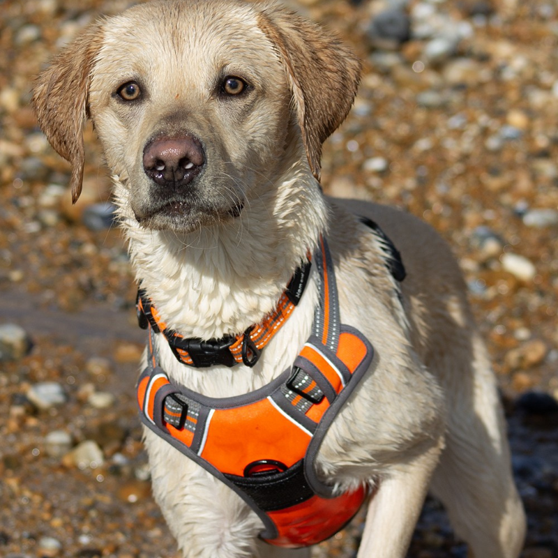 Sports Dog Harness – No Pull Everyday Walking Harness – Reflective & Adjustable - Image 3