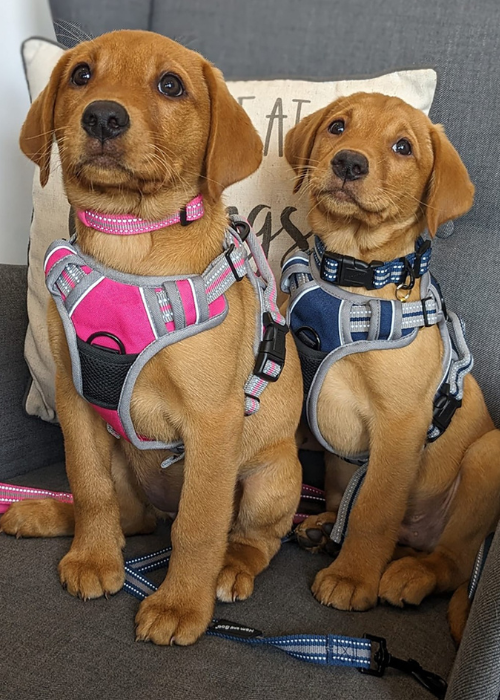 Sports Dog Harness – No Pull Everyday Walking Harness – Reflective & Adjustable - Image 4