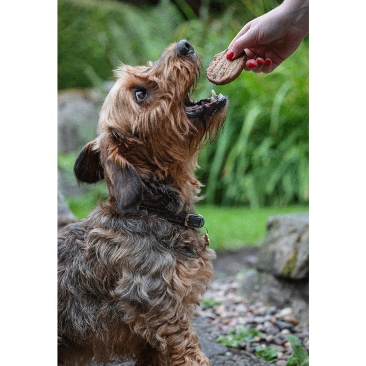 Tommy's Ostrich Burger 100% Natural Treats For dogs - Image 2