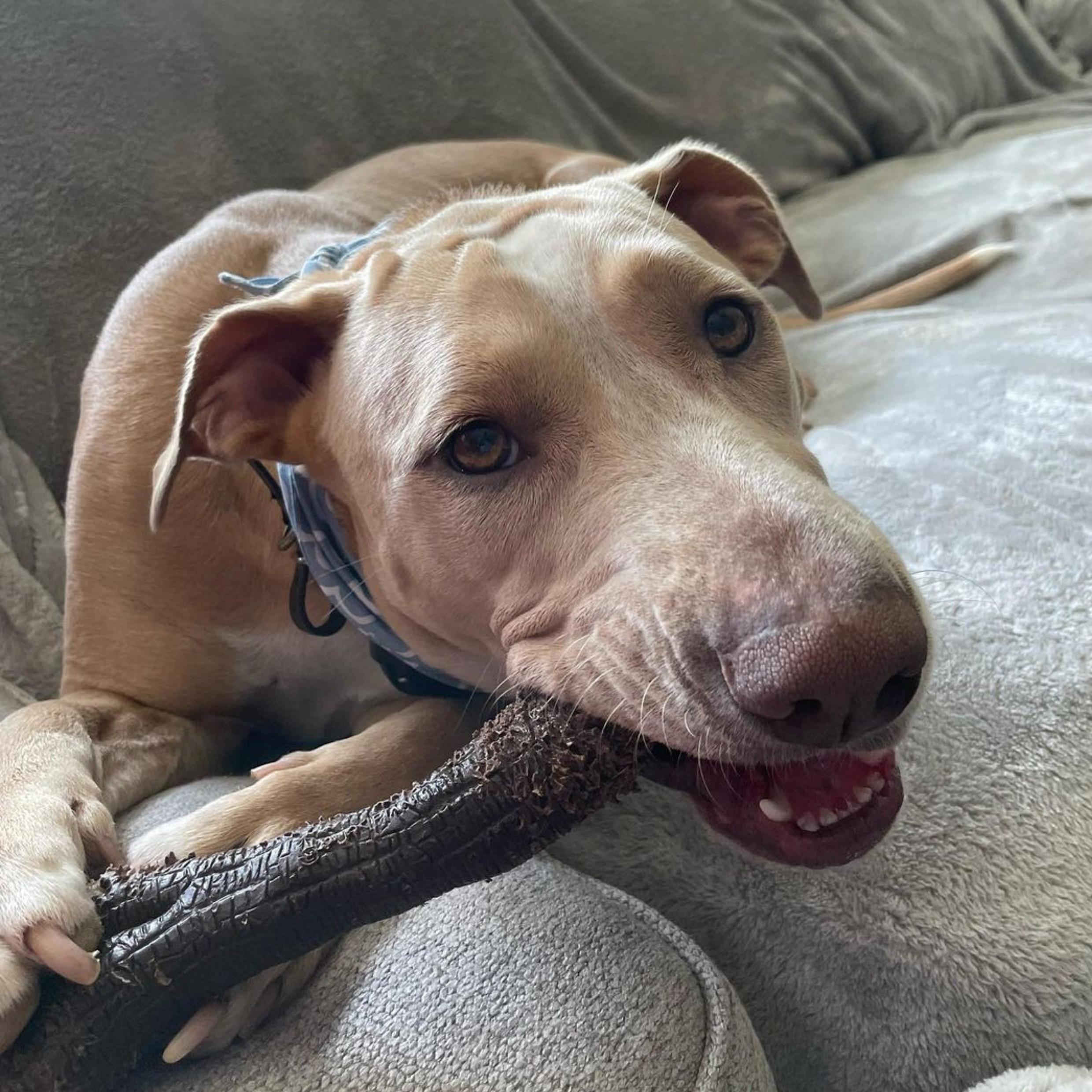 NYLABONE EXTREME CHEW WOODEN STICK BACON XL - Image 3