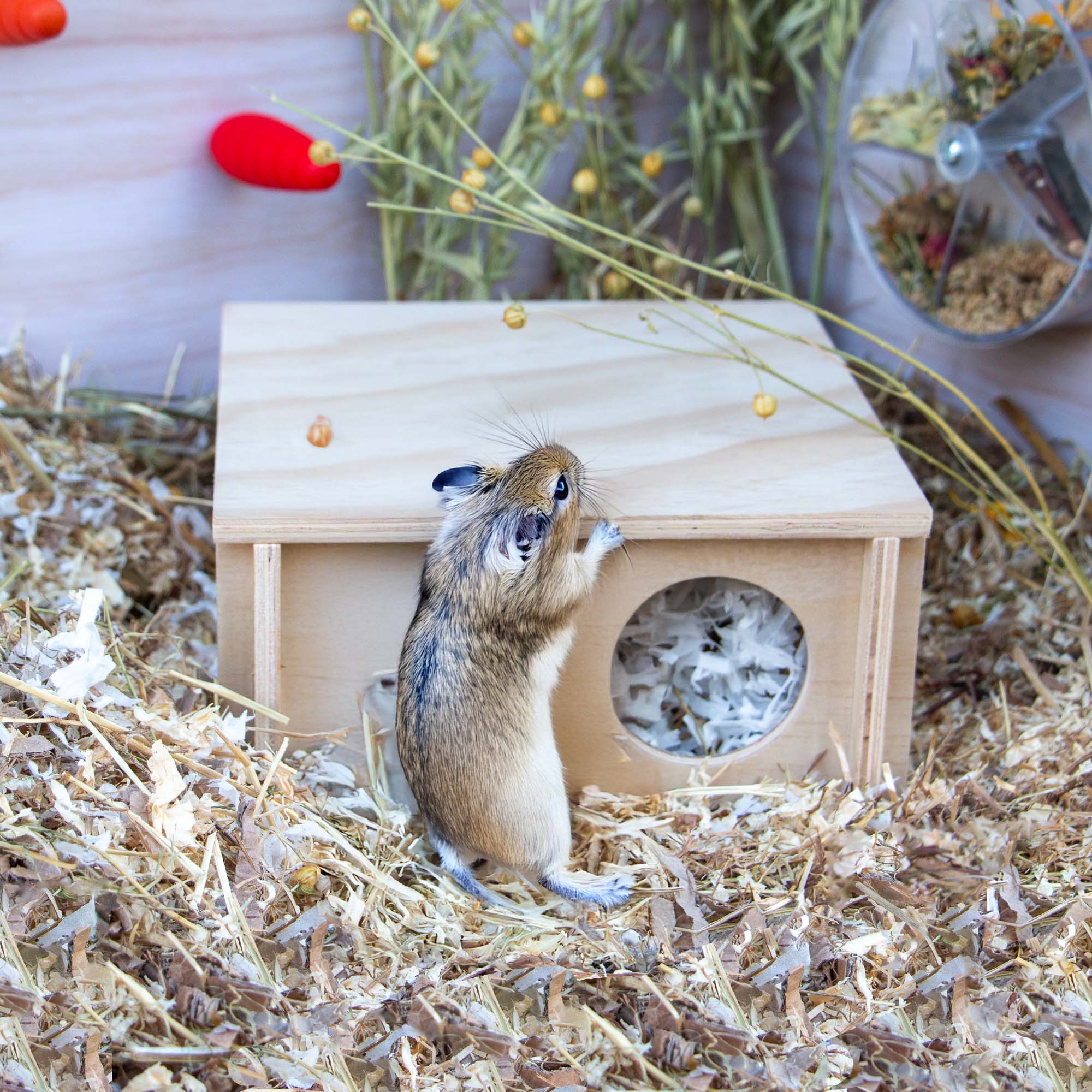 Small Pet Wooden Hide (Small - Flat Pack) - Size: 20 x 20 x 10cm