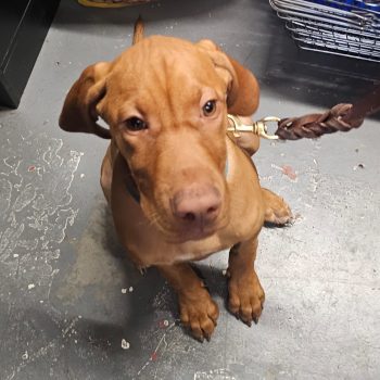 10855a56-0a05-4d81-887c-6a243d4afaf8 2