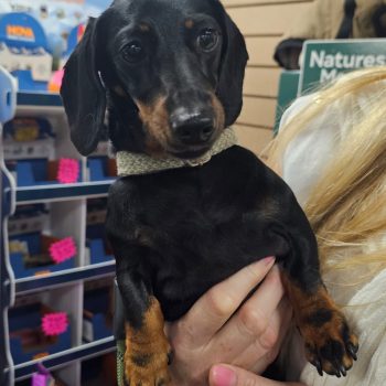 7a7fbb8c-f413-430f-aa44-fcae8a452555